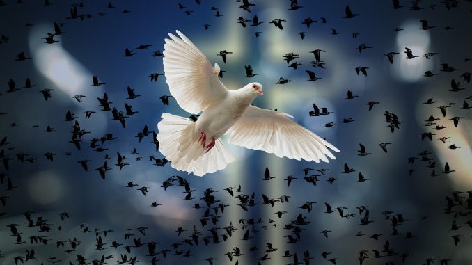 dove-g313d7f806_1920