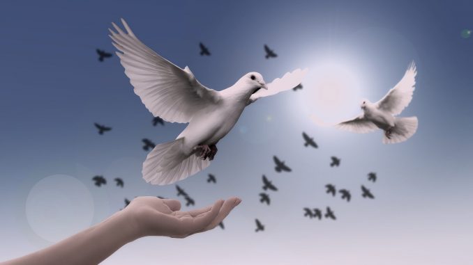 dove-g5fbc9abbd_1920