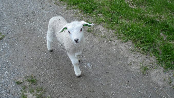 Owieczka