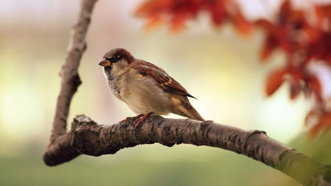 bird-9950_1280